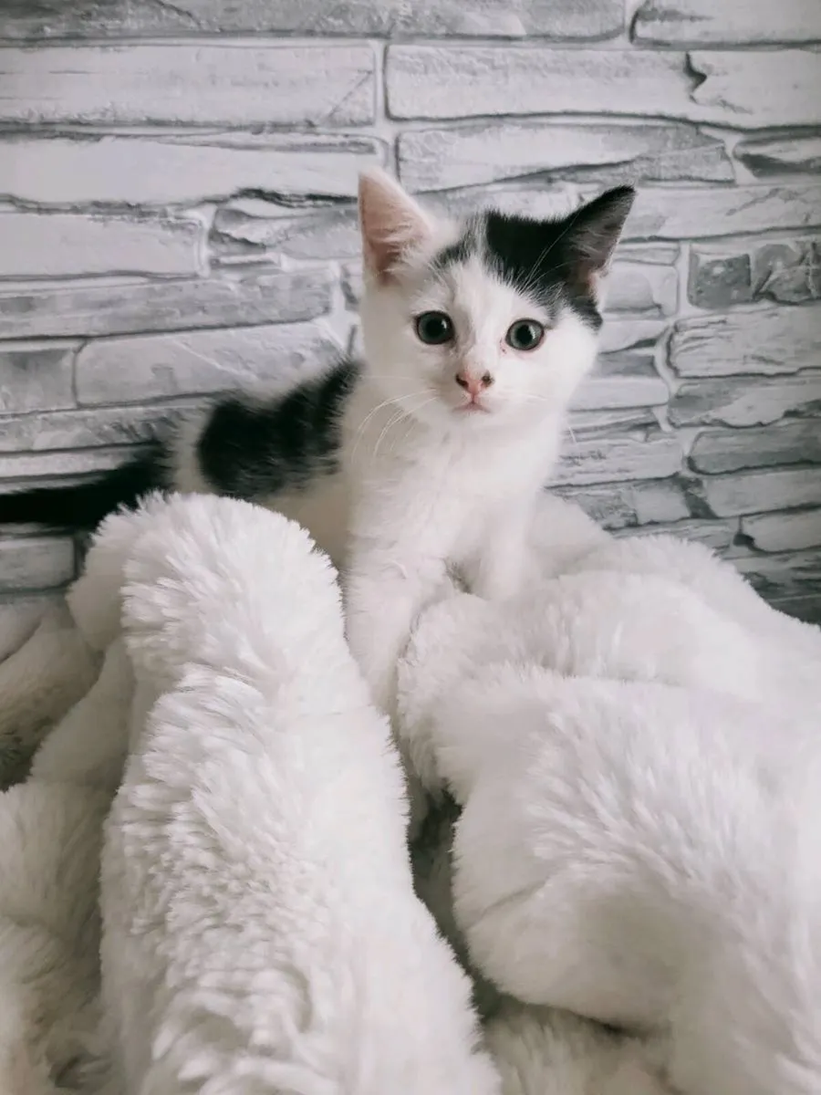 Beautiful Norwegian forest mix kittens (3 remainin - Image 4