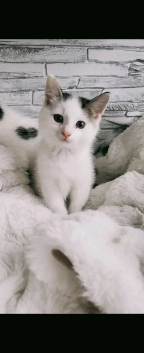 Beautiful Norwegian forest mix kittens (3 remainin - Image 4