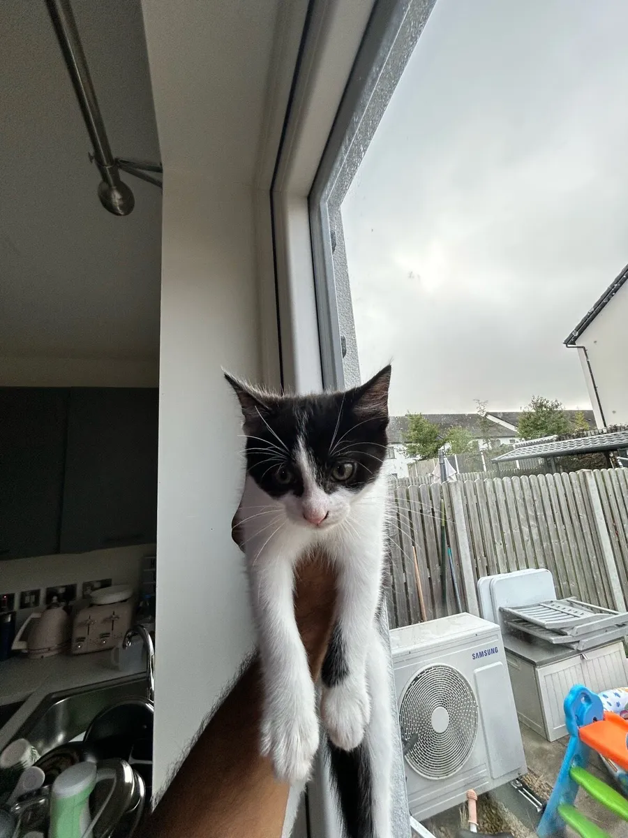 Adorable male kitten for sale - Image 2