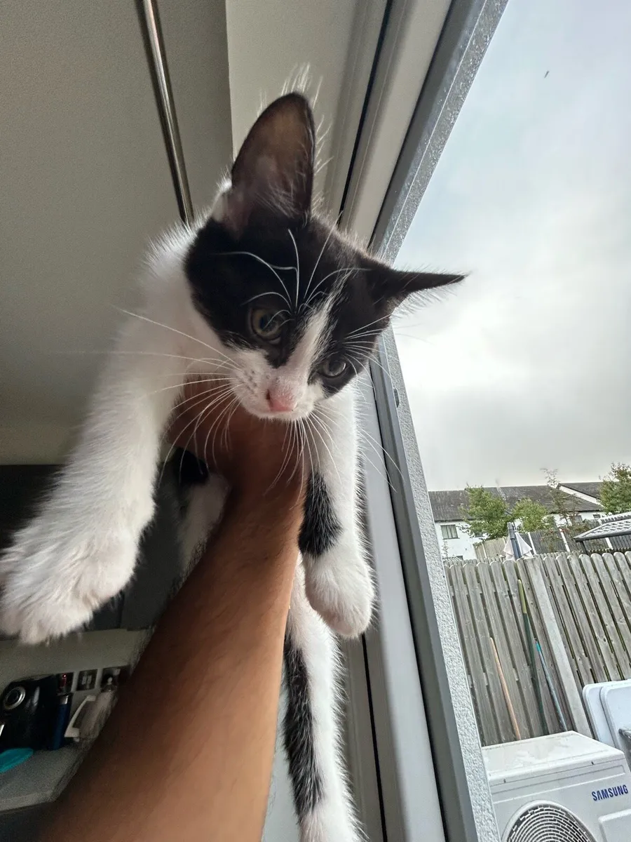 Adorable male kitten for sale - Image 3