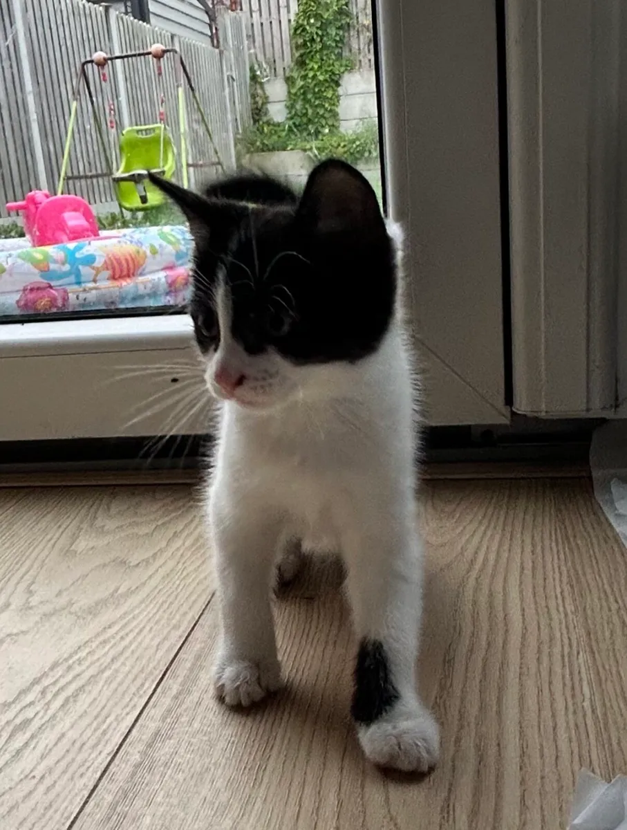 Adorable male kitten for sale - Image 1