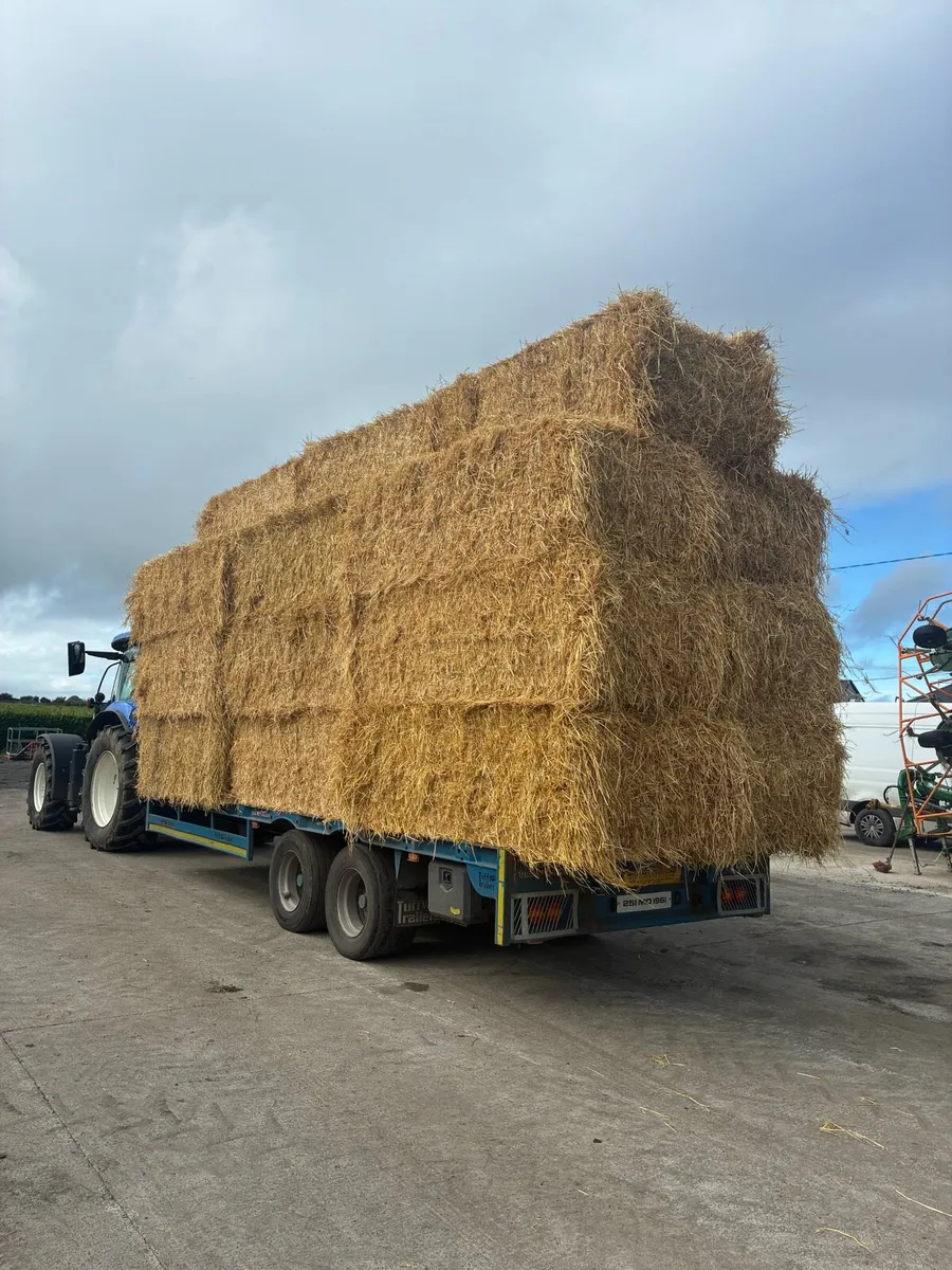 Barley straw - Image 1