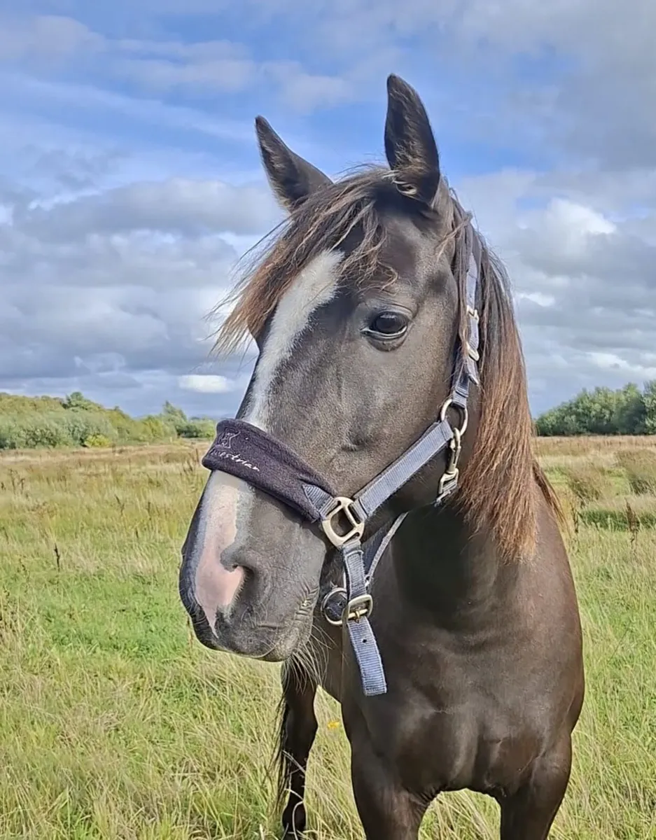 BOBBY 9yr old Gelding. - Image 1