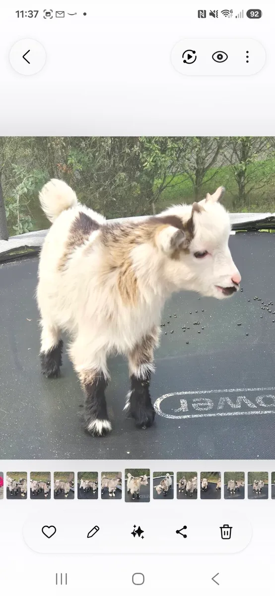 Goats - Image 2