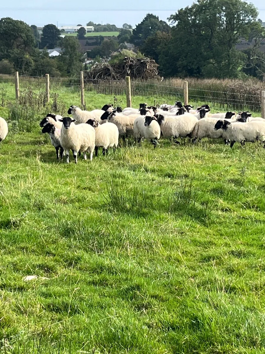Mountain x full organic ewe lambs - Image 2