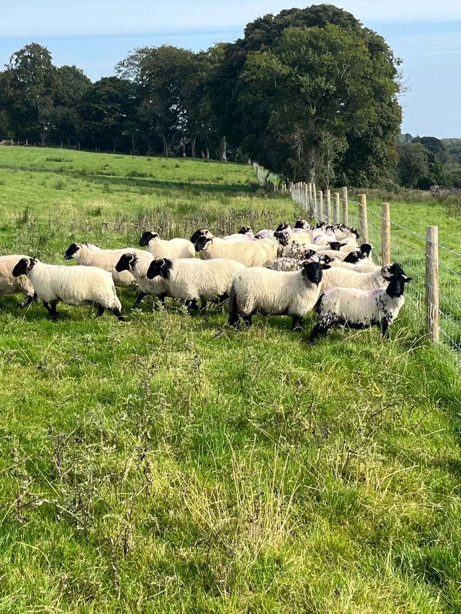 Mountain x full organic ewe lambs - Image 3