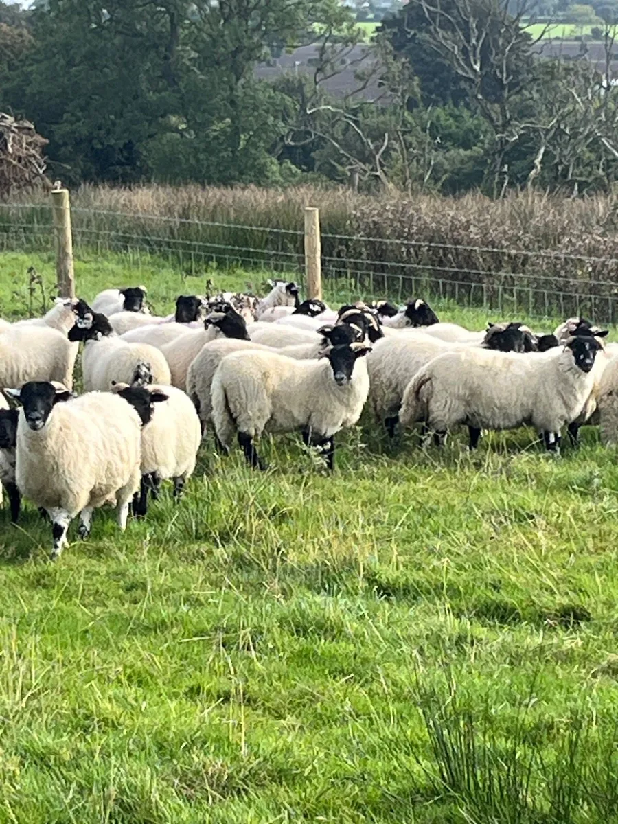 Mountain x full organic ewe lambs - Image 1