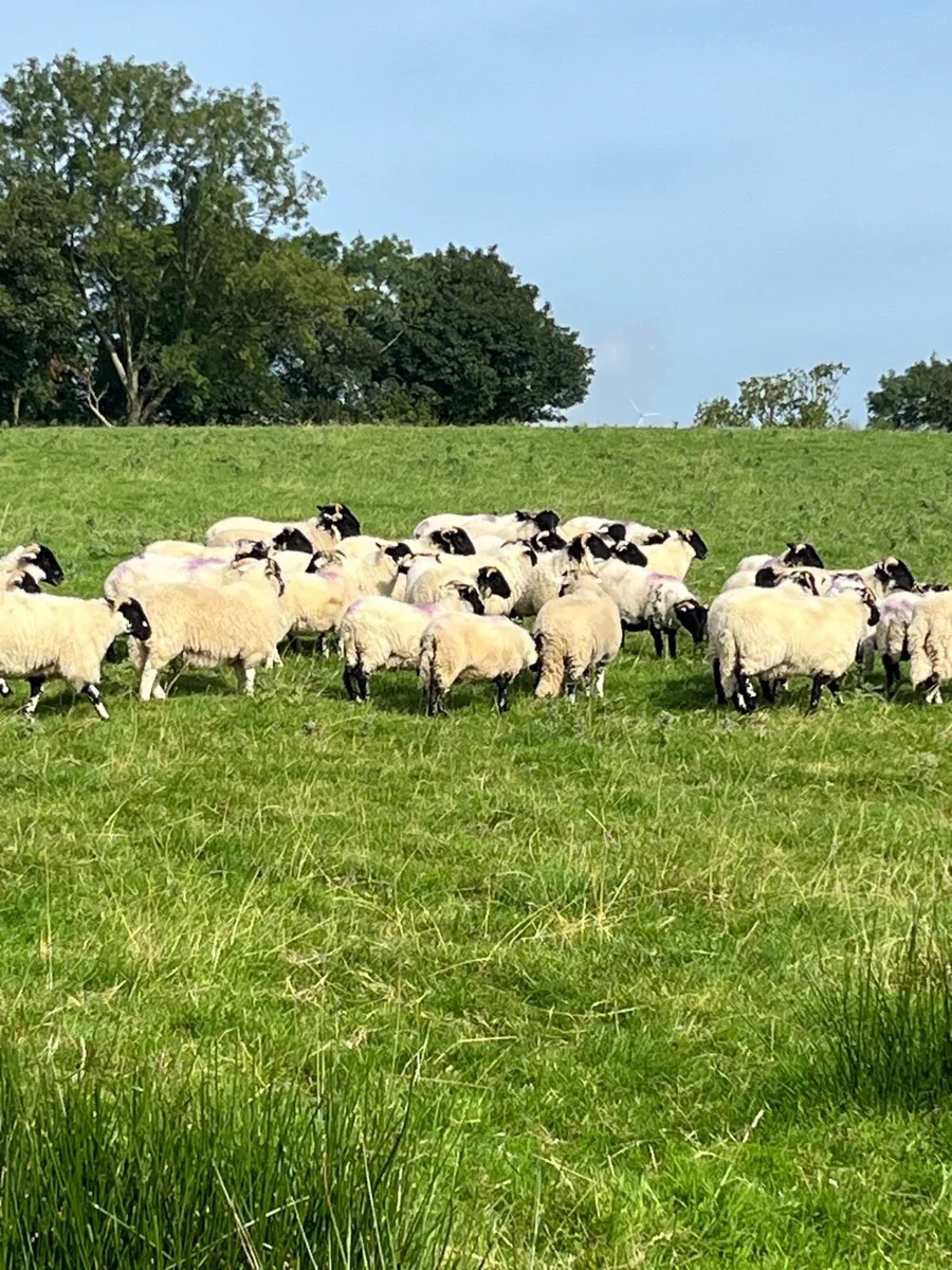 Mountain x full organic ewe lambs - Image 4