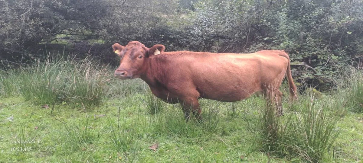 Dexter heifers and cows - Image 1