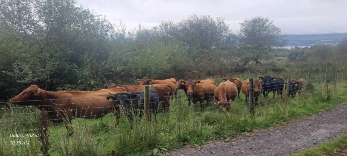 Dexter heifers and cows - Image 2