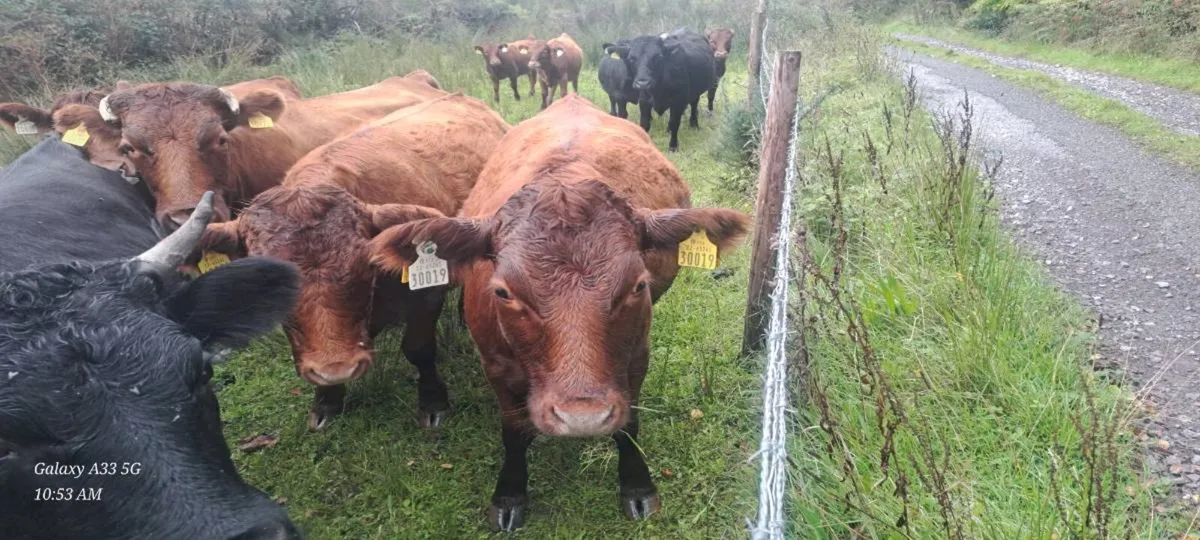 Dexter heifers and cows - Image 3