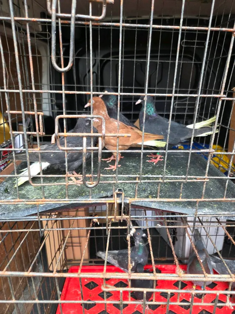 Pigeons - Image 3