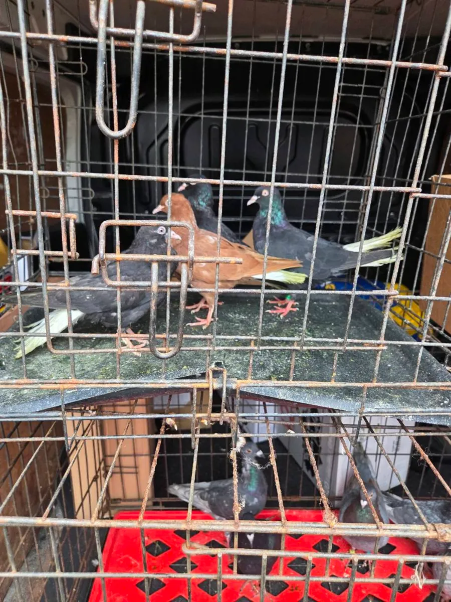 Pigeons - Image 1