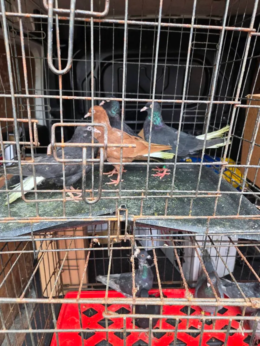 Pigeons - Image 2