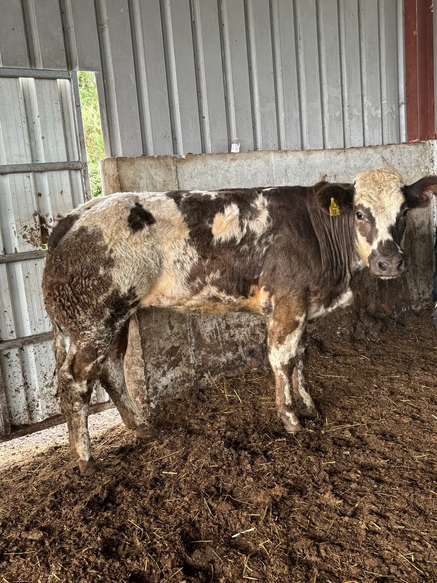 😍😍 BREEDING HEIFER 😍😍 - Image 1