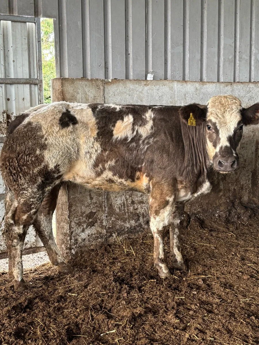 😍😍 BREEDING HEIFER 😍😍 - Image 2