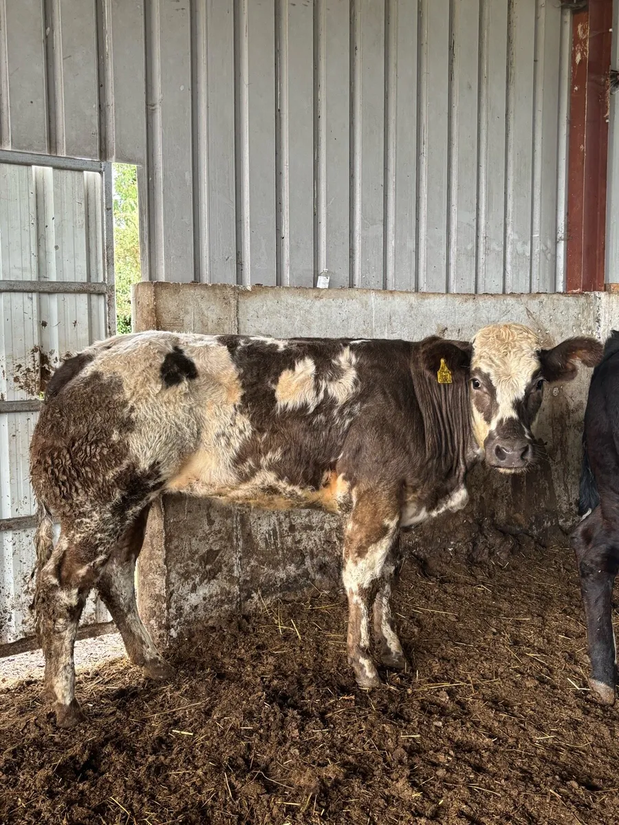 😍😍 BREEDING HEIFER 😍😍 - Image 4