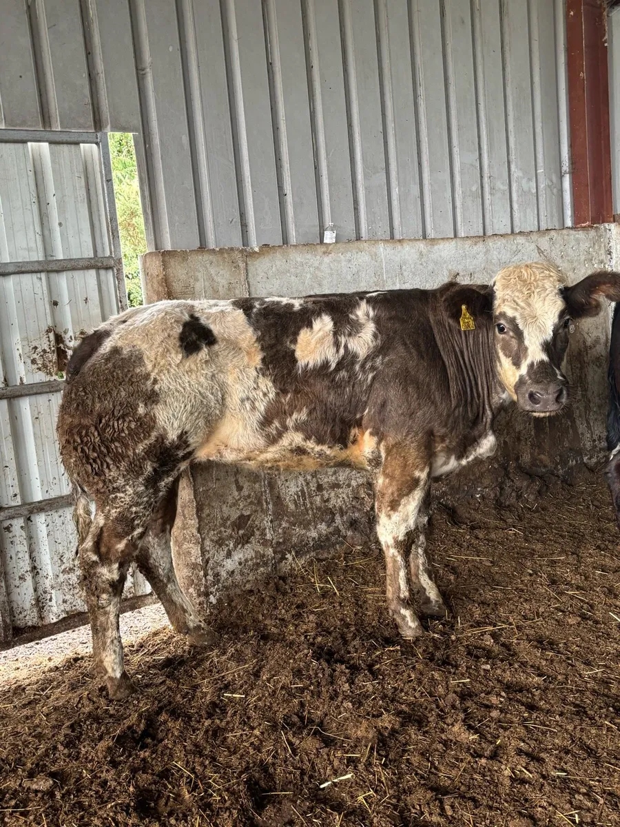 😍😍 BREEDING HEIFER 😍😍 - Image 3