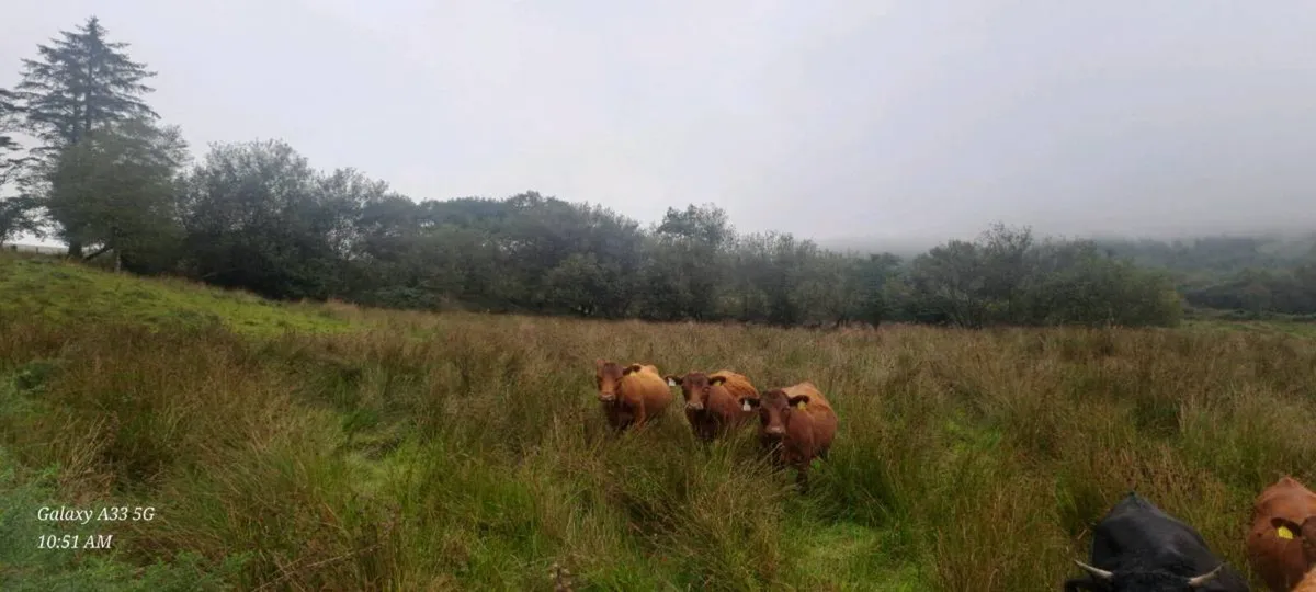 Dexter heifers and cows - Image 4