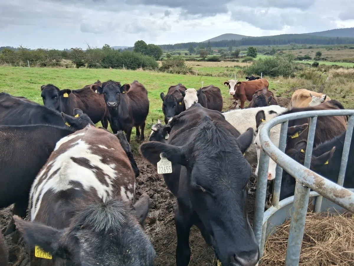 Cheap store heifers - Image 3