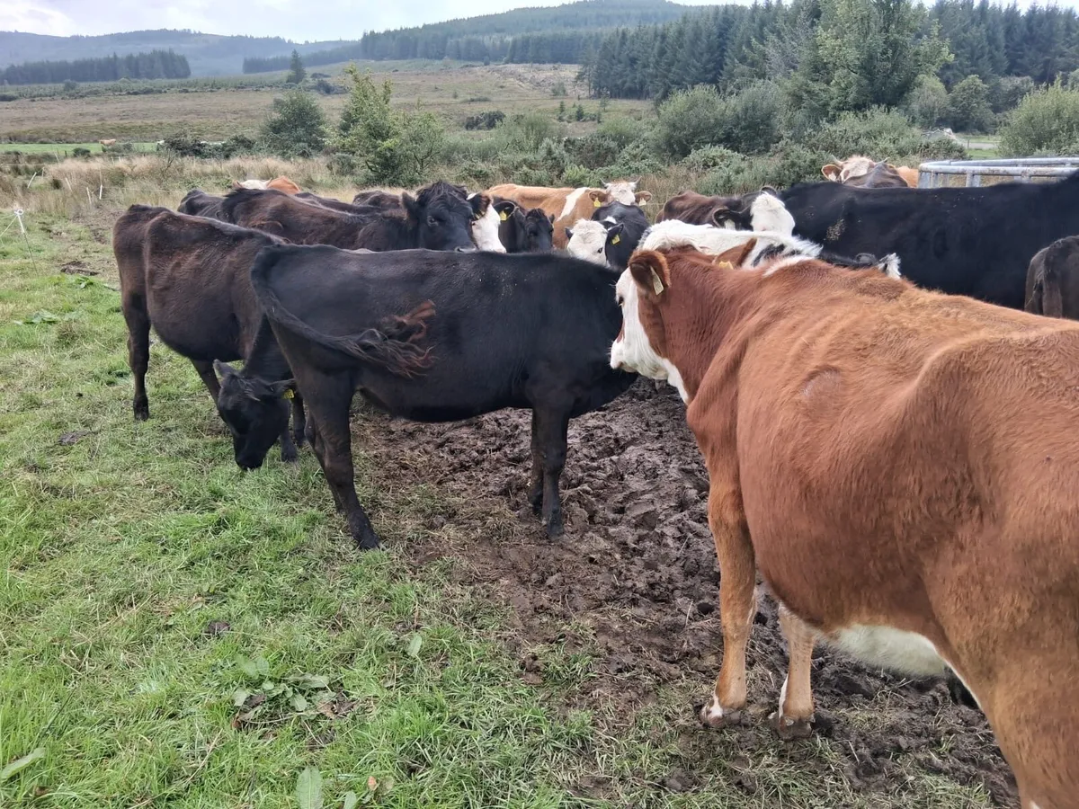 Cheap store heifers - Image 4