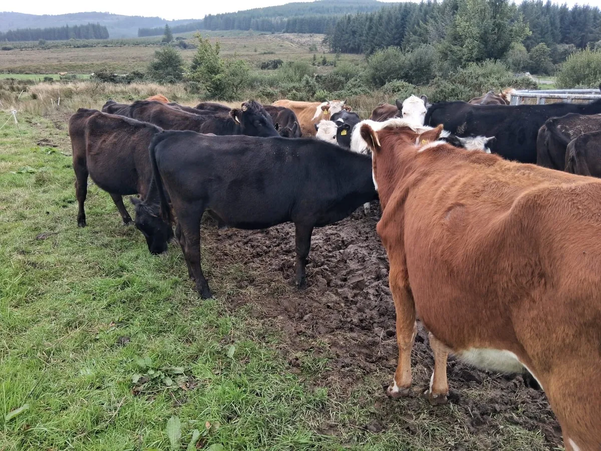 Cheap store heifers - Image 2