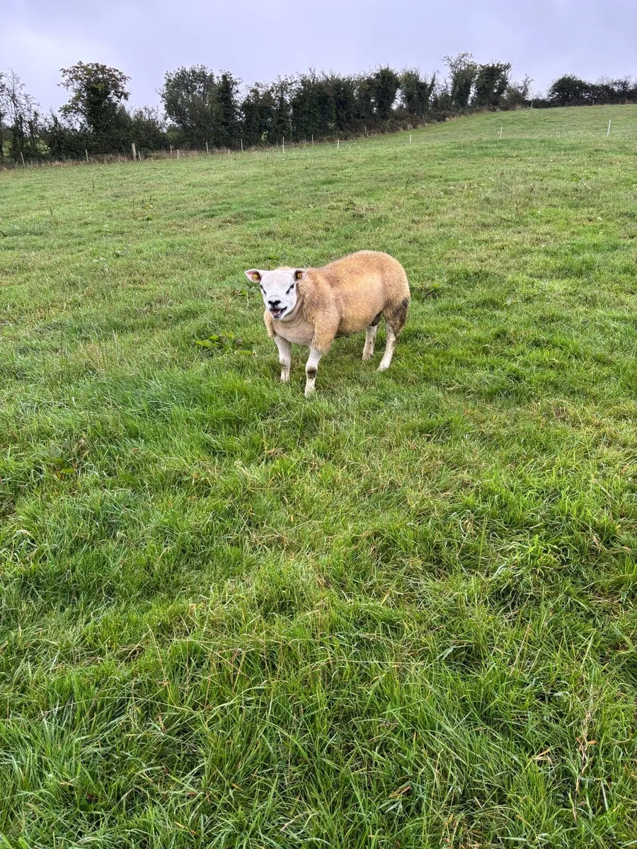 Pedigree texel ram - Image 1