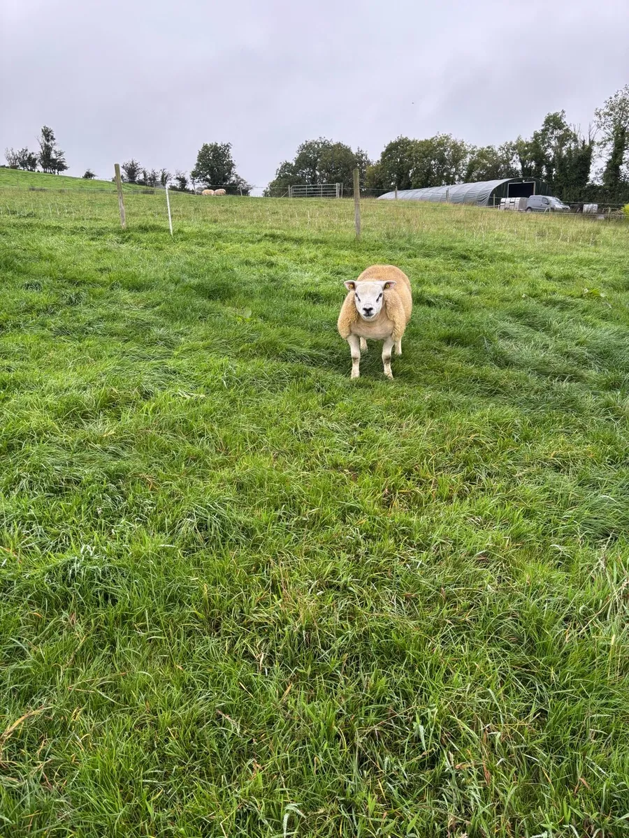 Pedigree texel ram - Image 4
