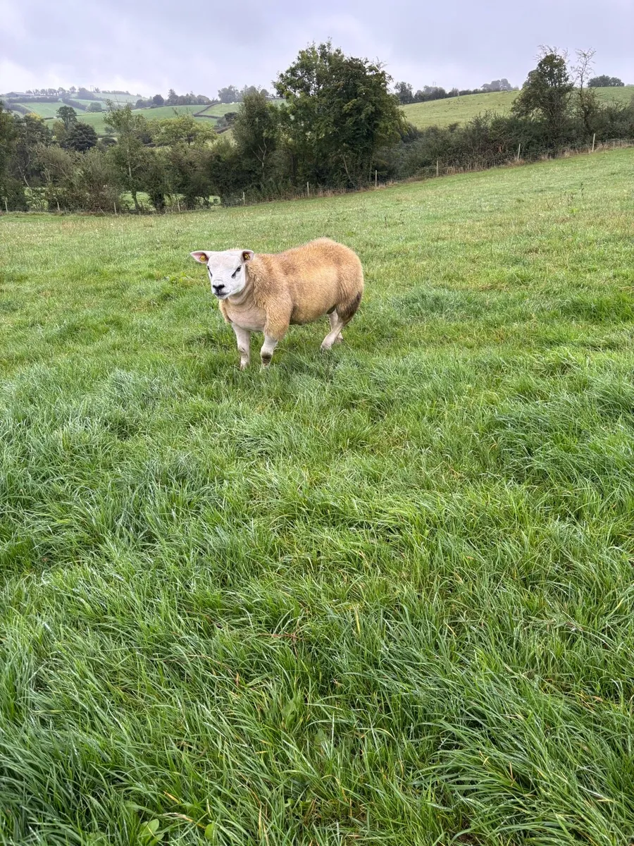 Pedigree texel ram - Image 2