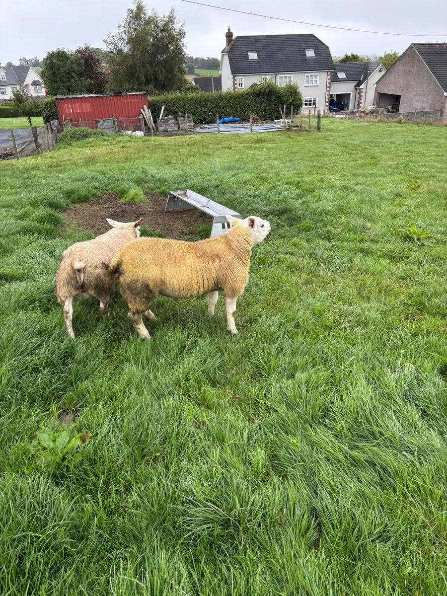Pedigree texel ram - Image 3