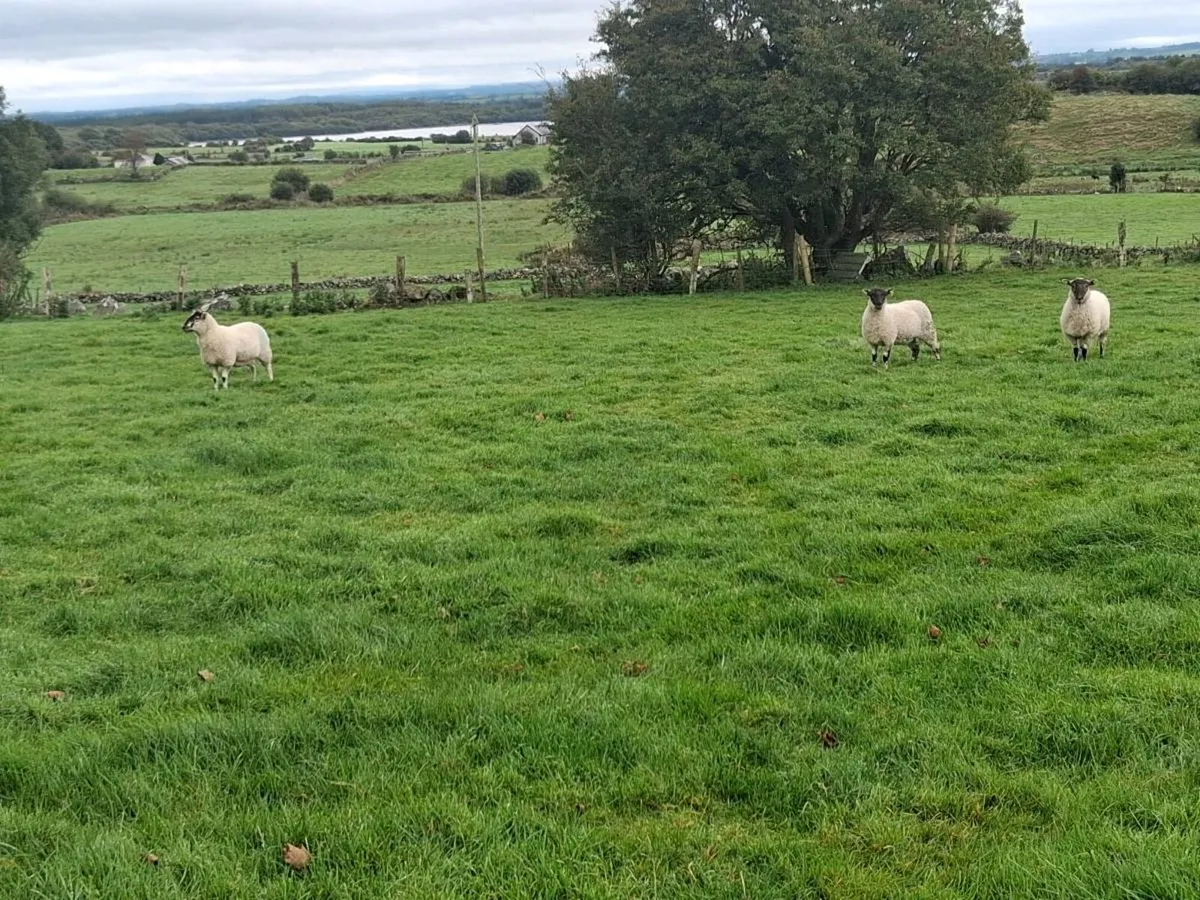 Cheviot ewe hoggets - Image 2