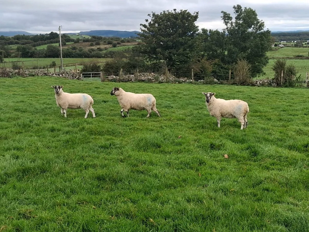 Cheviot ewe hoggets - Image 3