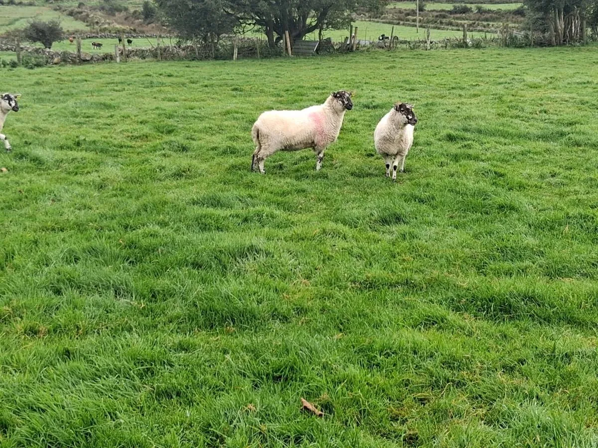 Cheviot ewe hoggets - Image 4
