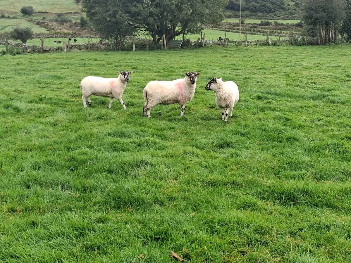 Cheviot ewe hoggets - Image 1