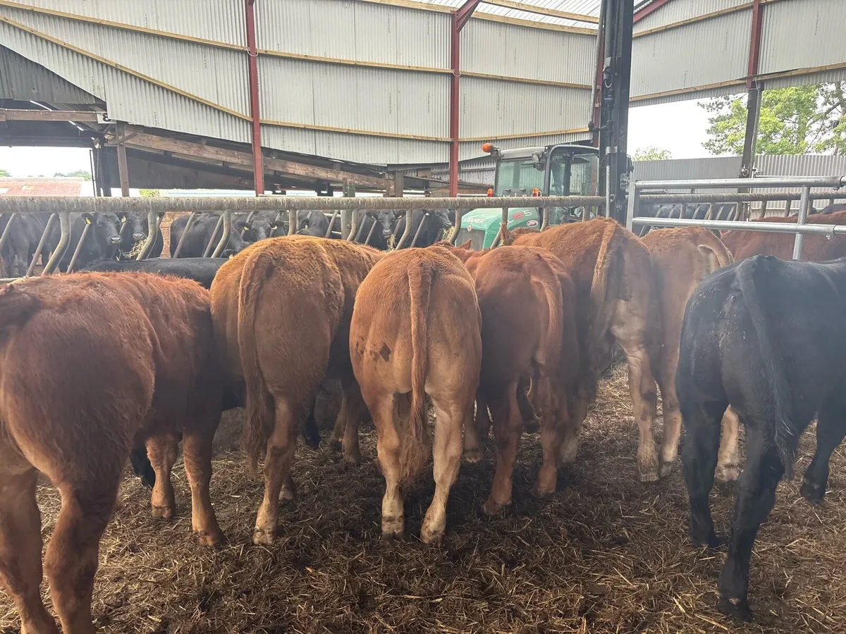10 super limosin 350 kg bullocks - Image 1