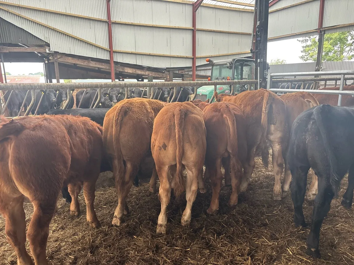 10 super limosin 350 kg bullocks - Image 2