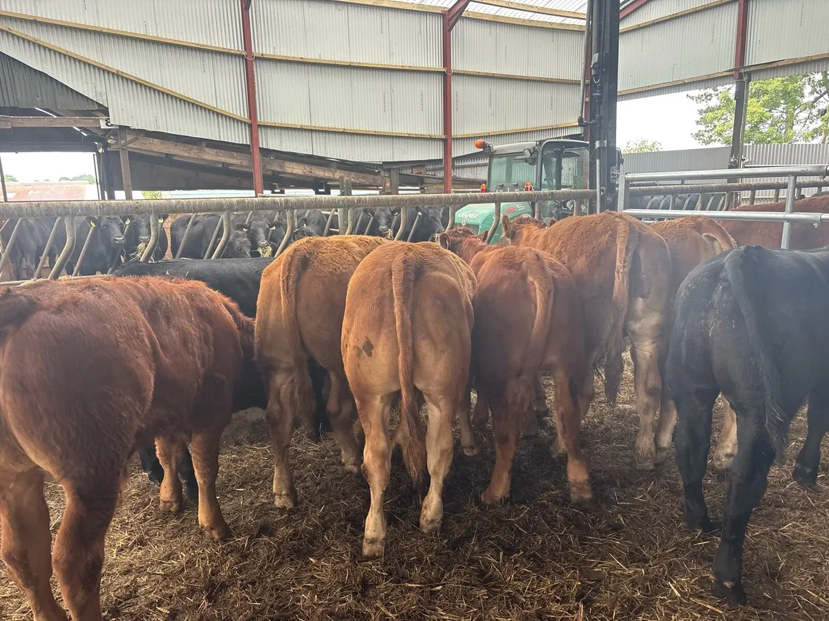10 super limosin 350 kg bullocks - Image 3