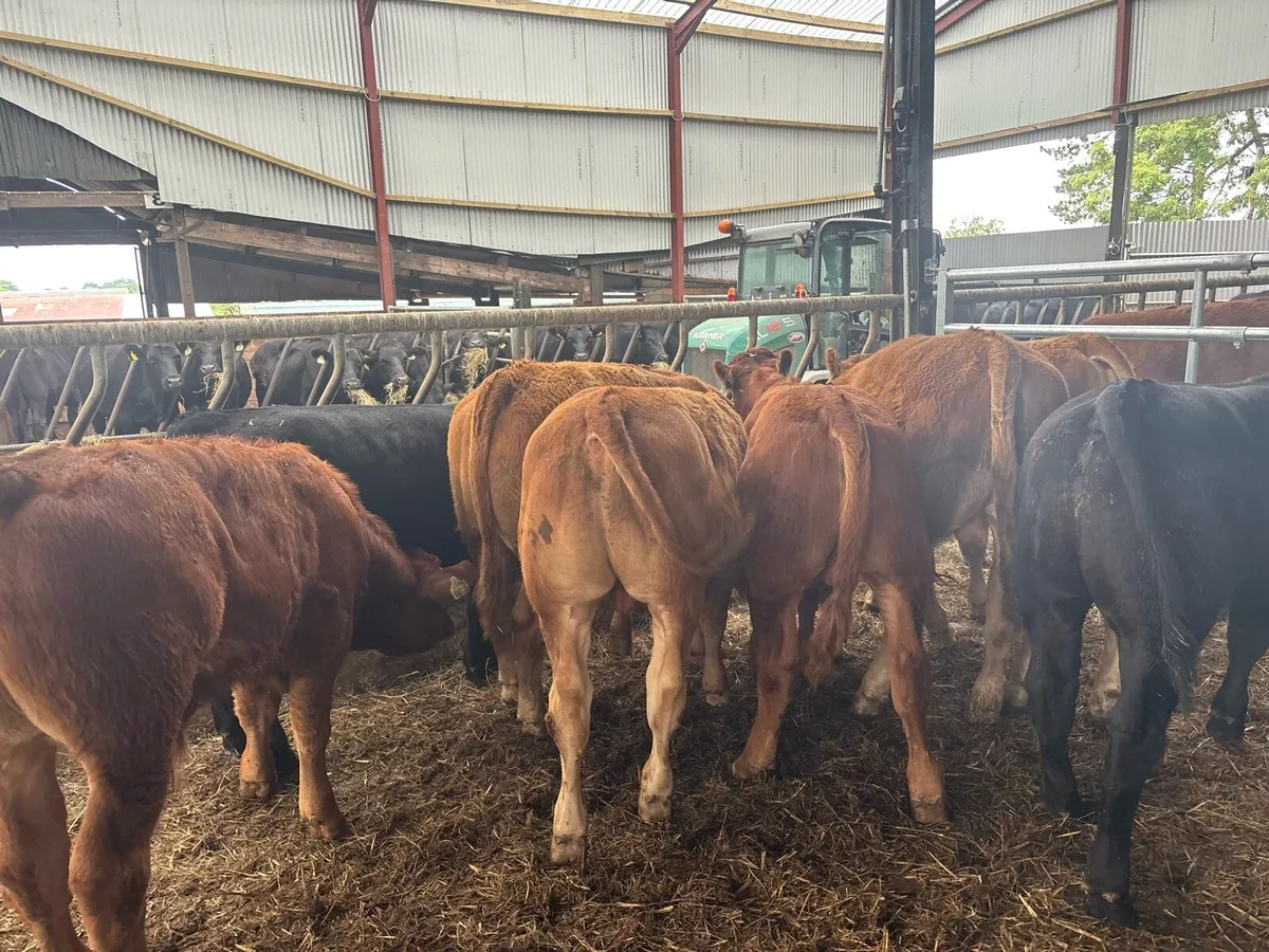 10 super limosin 350 kg bullocks - Image 4