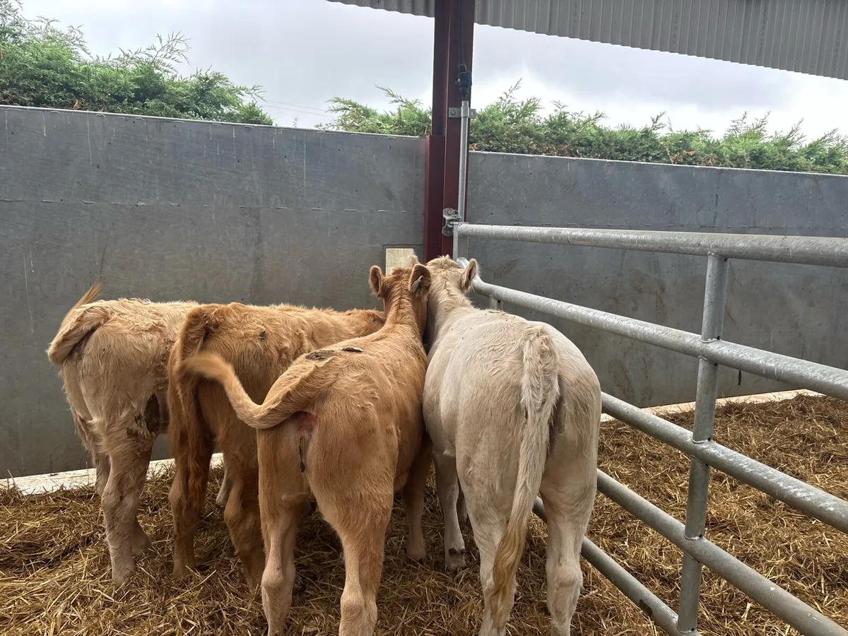 4 super charlaois weanling heifers - Image 2