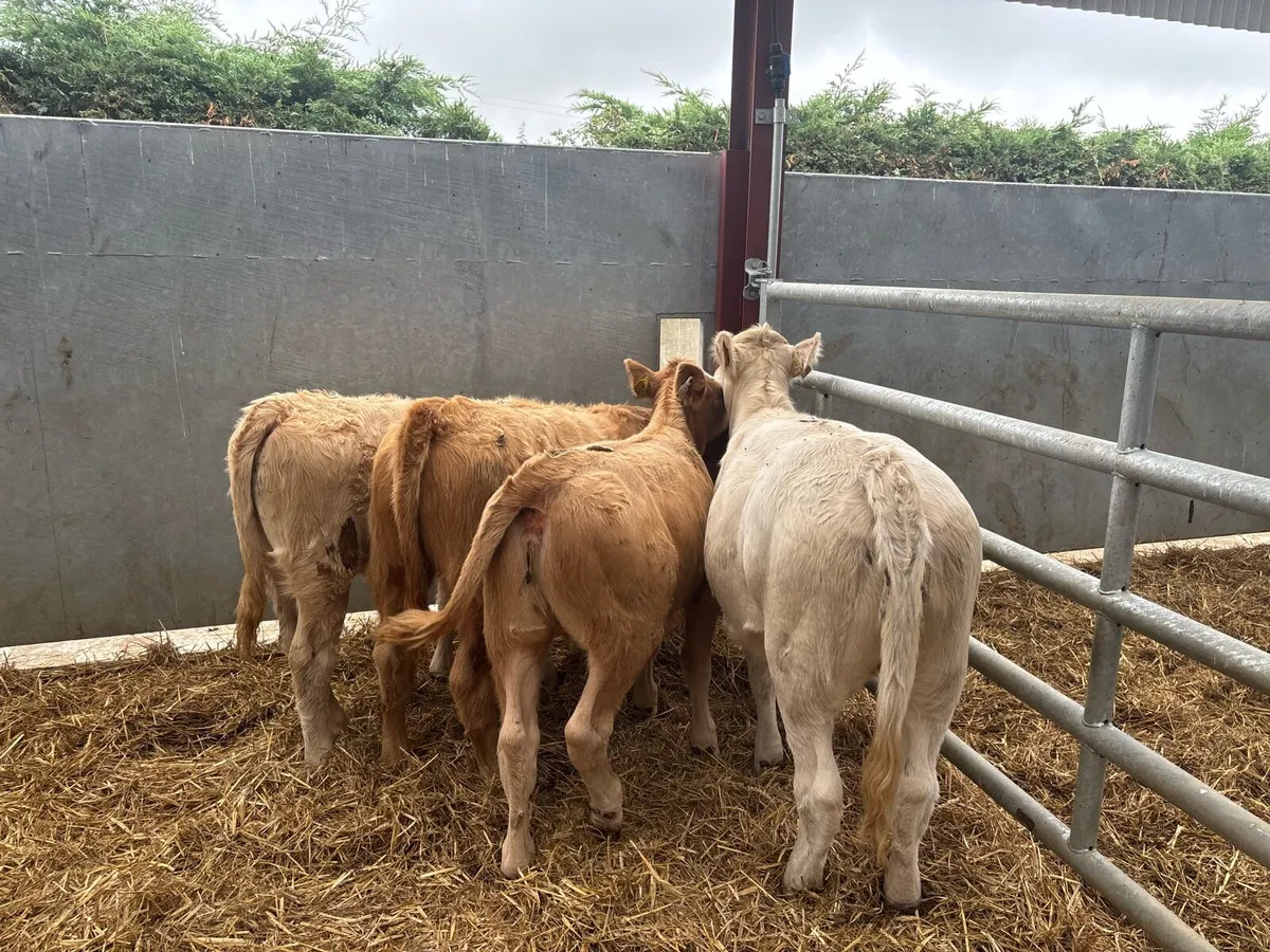 4 super charlaois weanling heifers - Image 3