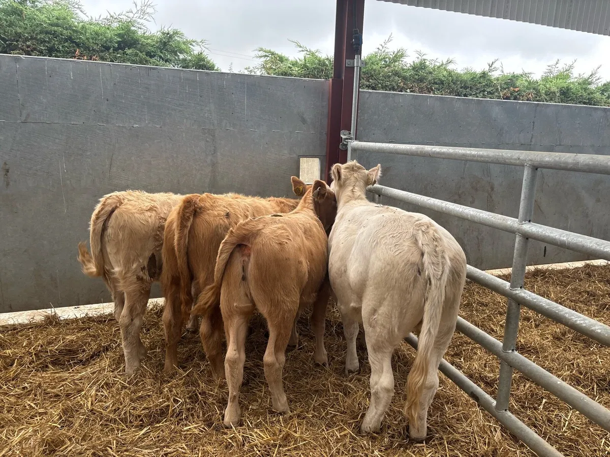 4 super charlaois weanling heifers - Image 4