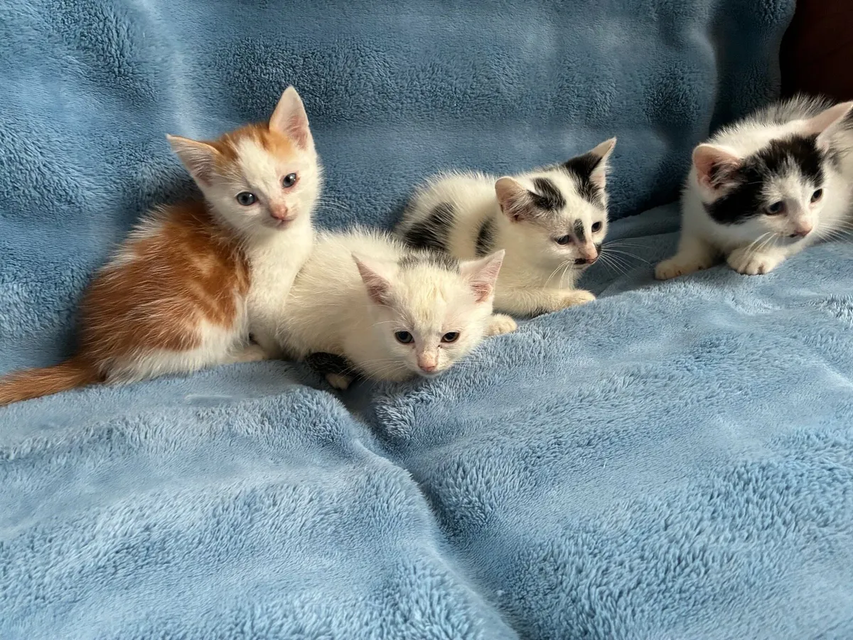 Kittens - Image 1