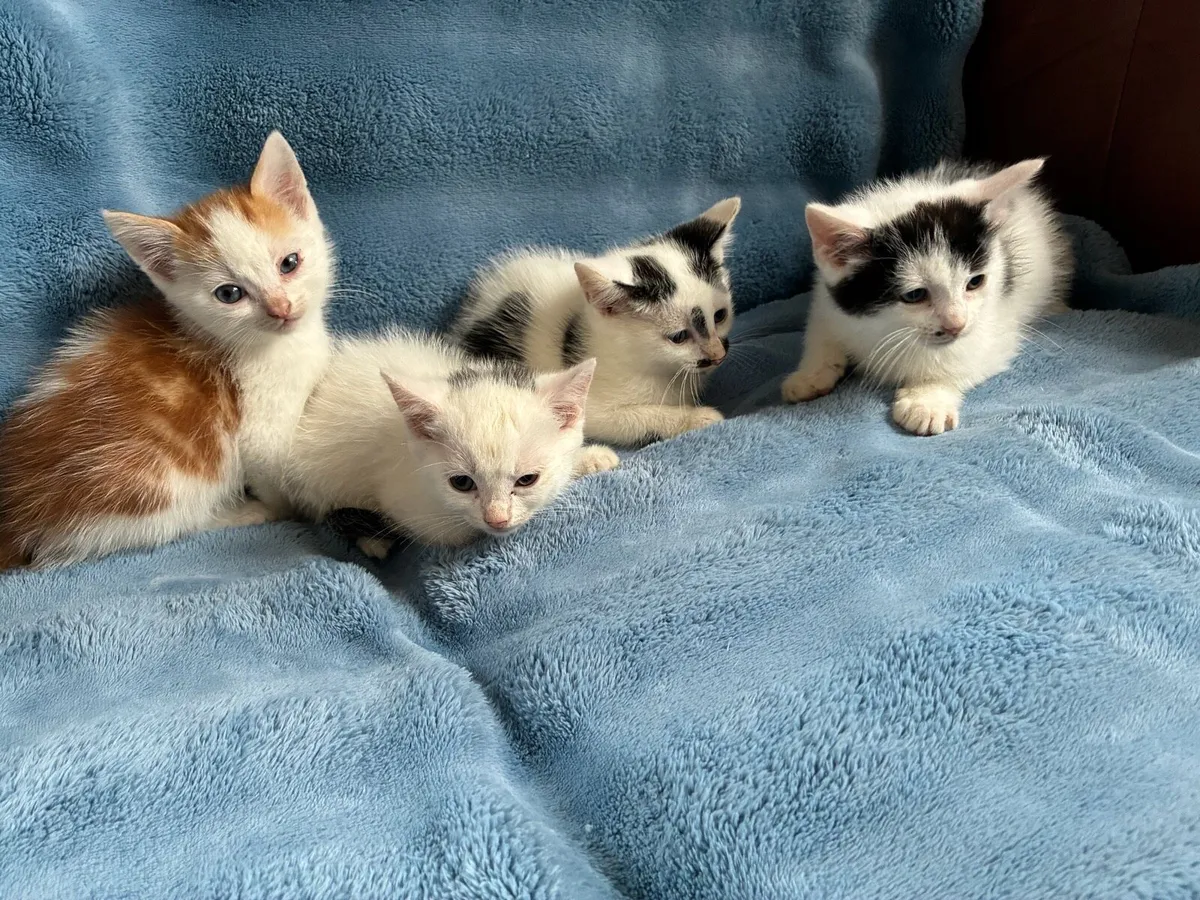 Kittens - Image 2