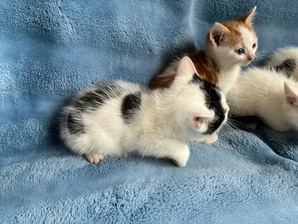 Kittens - Image 3