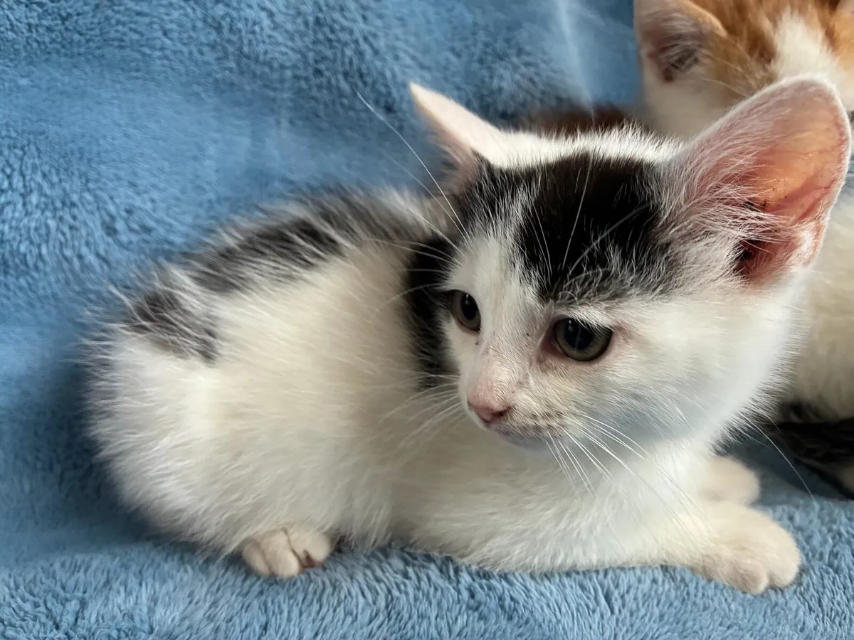 Kittens - Image 4