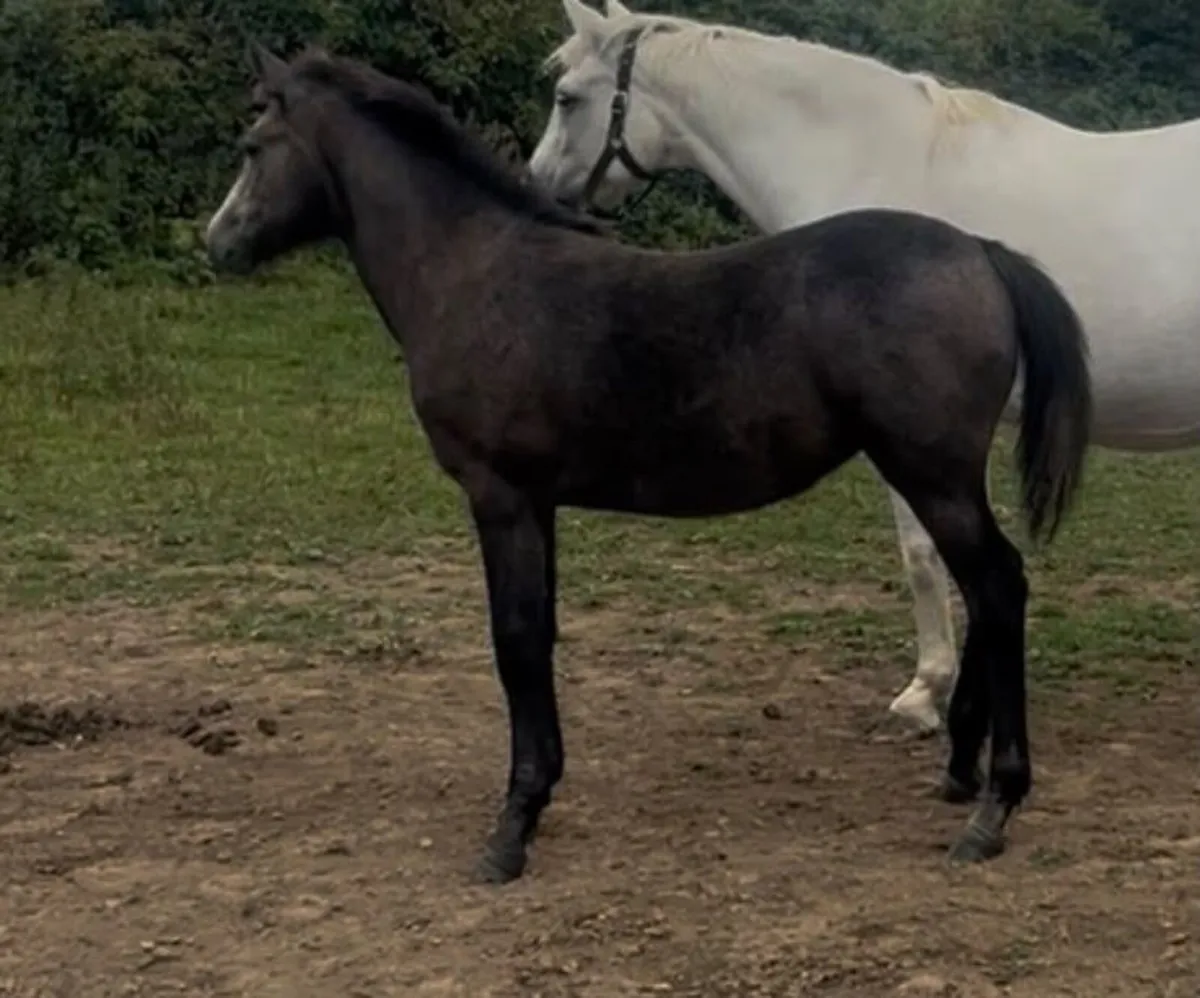 Connemara filly foal - Image 2