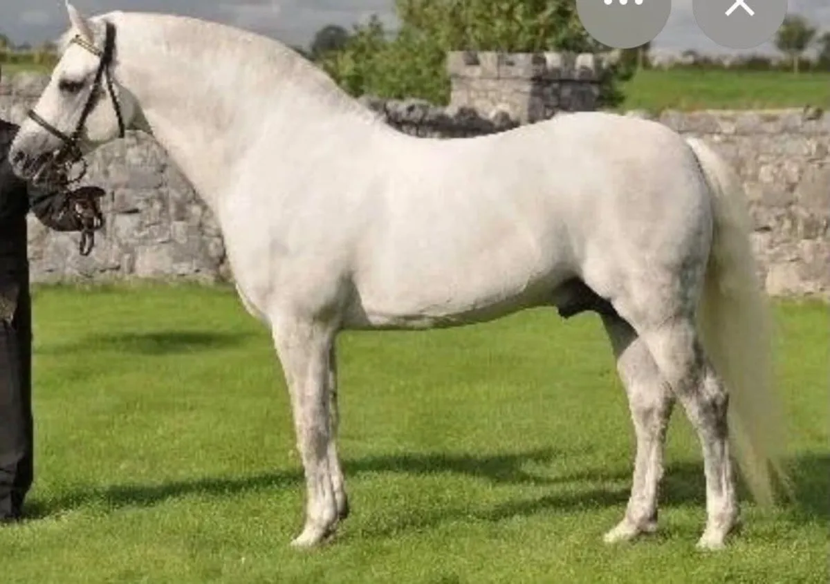 Connemara filly foal - Image 3