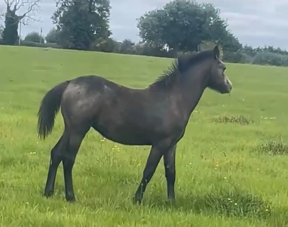Connemara filly foal - Image 4