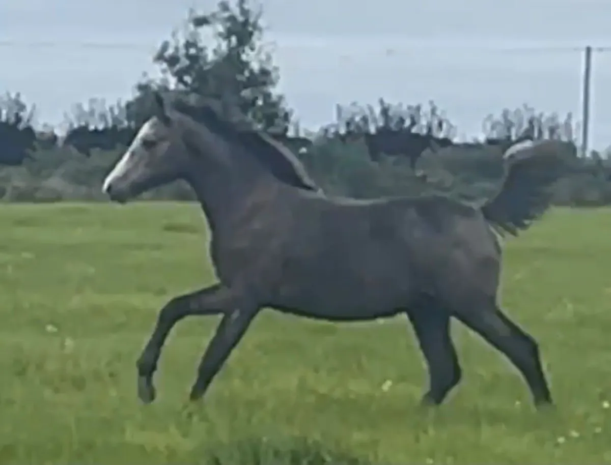 Connemara filly foal - Image 1