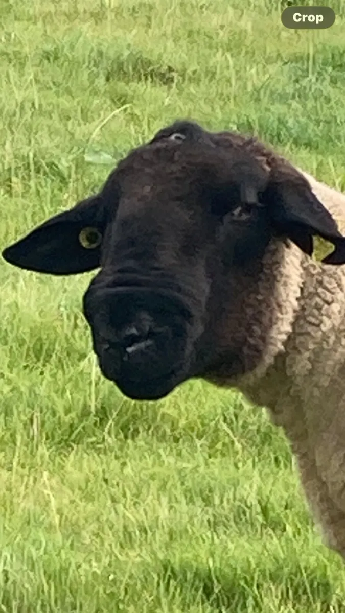Suffolk Ram - Image 1